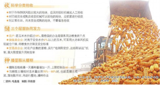 10月15日,高密市大牟家镇刘莉家庭农场,工作人员驾驶铲车搬运玉米。(□通讯员李海涛报道) □资料:毛鑫鑫制图:巩晓蕾