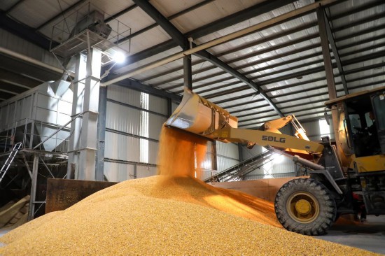 10月9日，东营市东营区谭家大棚种植农民专业合作社，工作人员正在烘干玉米。目前，东营区协调当地9个玉米烘干中心开足马力满负荷运转，日烘干能力达1280吨。（记者 卢鹏 通讯员 缪宏伟 报道）