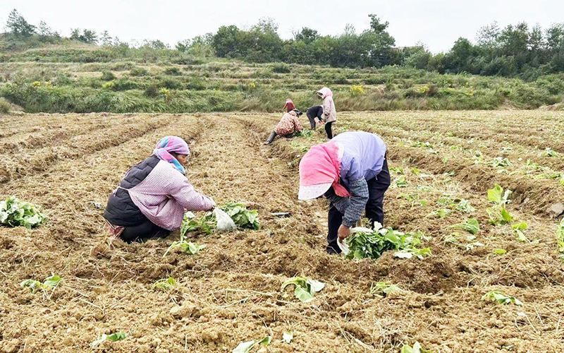 农户们熟练地将菜苗稳稳栽进松软的泥土中。