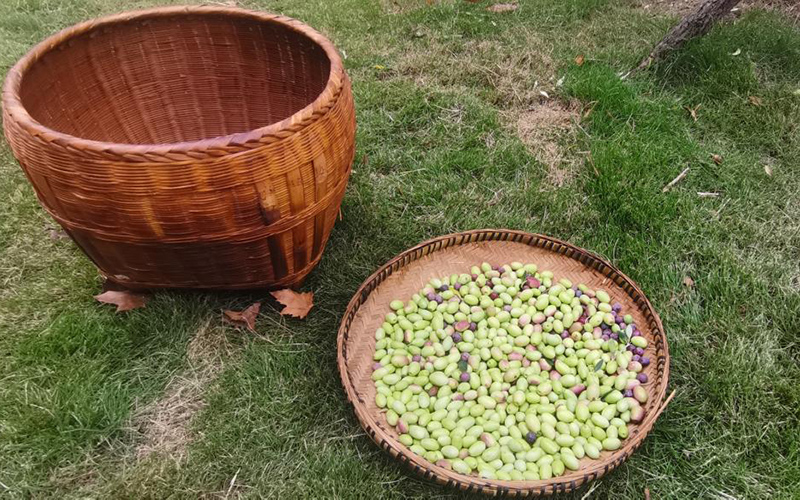 采摘的部分果实。黄欣未摄