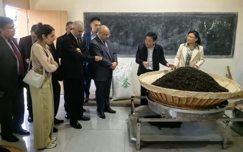 大悟黄茶进军非洲市场。