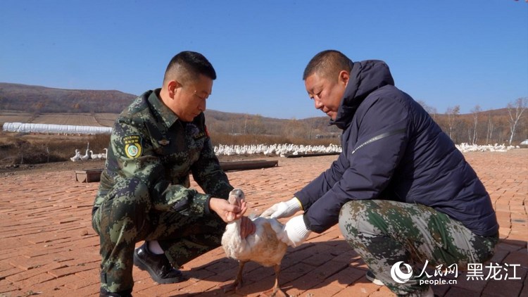 林区职工挑选健康的种鹅用于培育鹅雏。人民网记者 张哲鑫摄