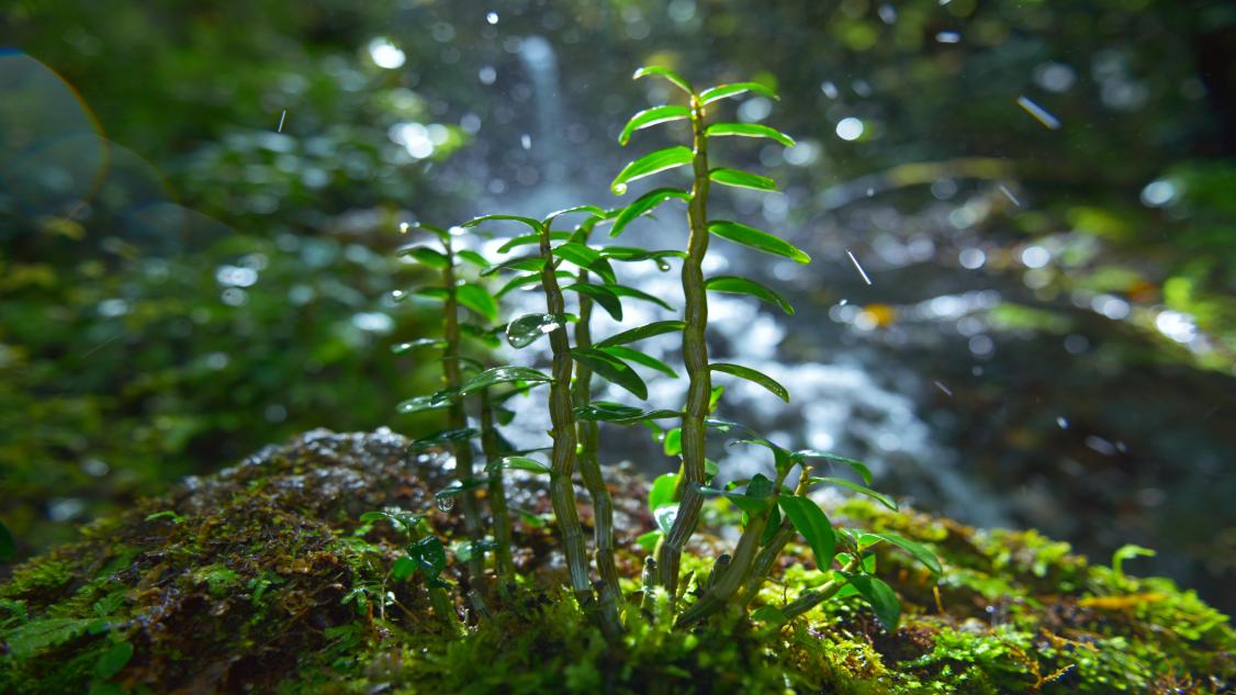 六郎城村仿野生铁皮石斛