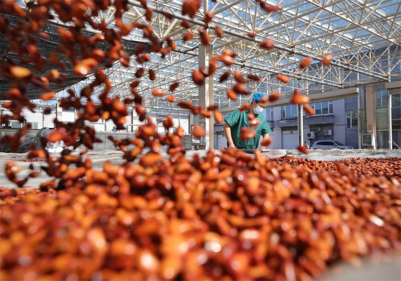 松子生产基地。