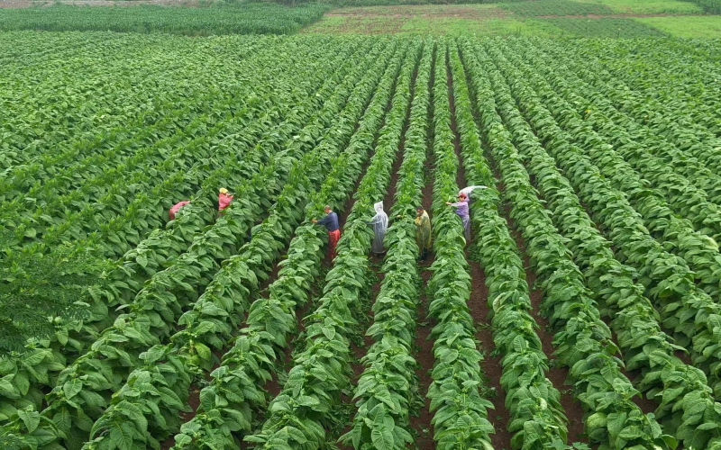 习家店镇烟叶-红薯套作现场。王晓娜摄