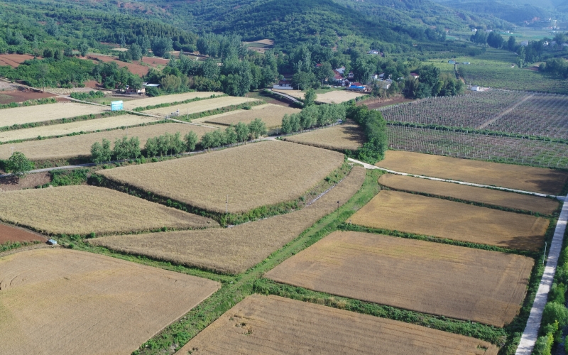 烟区开展烟粮轮作。吕培军摄